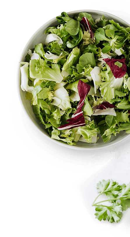 Salad in a bowl. Mostly green lettuce with some red lettuce as well.