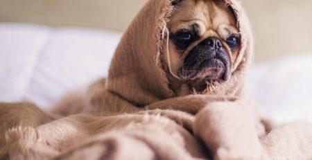 a cute pug dog sitting covered with a piece of cloth