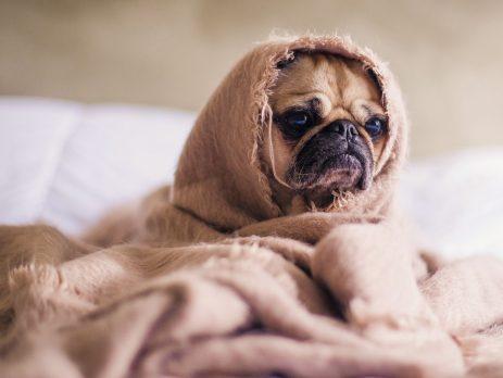a cute pug dog sitting covered with a piece of cloth